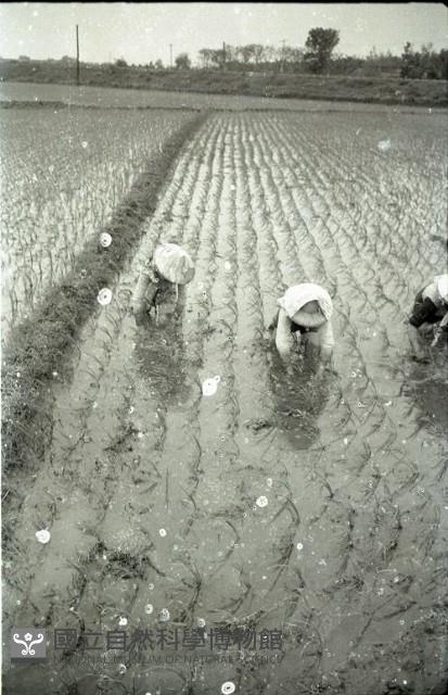1950至2006年臺灣常民生活藏品圖，第1張