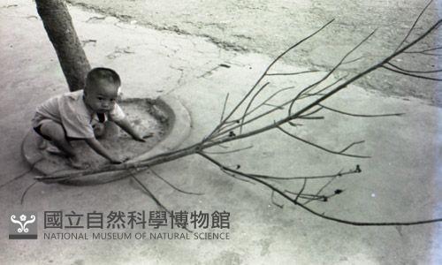 1950至2006年臺灣常民生活藏品圖，第1張