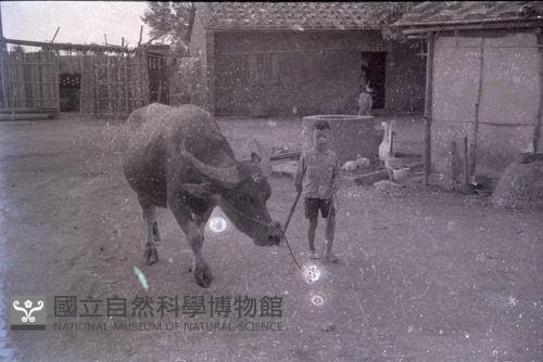 1950至2006年臺灣常民生活藏品圖，第1張