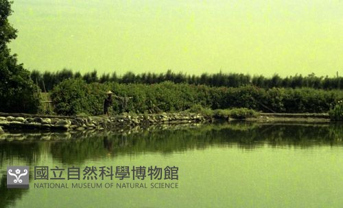 1950至2006年臺灣常民生活藏品圖，第1張