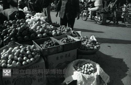 1950至2006年臺灣常民生活藏品圖，第1張