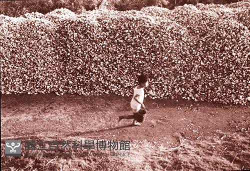 1950至2006年臺灣常民生活藏品圖，第1張
