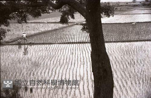 1950至2006年臺灣常民生活藏品圖，第1張