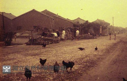 1950至2006年臺灣常民生活藏品圖，第1張