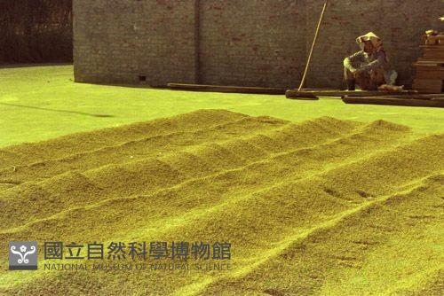 1950至2006年臺灣常民生活藏品圖，第1張