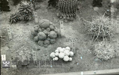 1950至2006年臺灣常民生活藏品圖，第1張