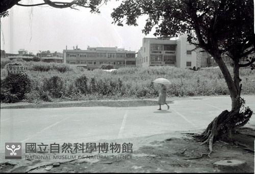 1950至2006年臺灣常民生活藏品圖，第1張