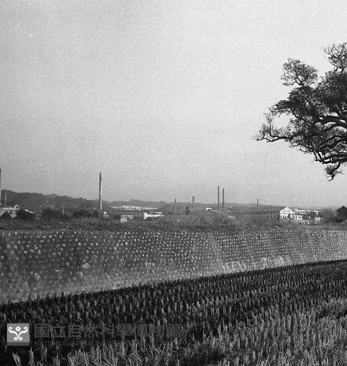 1950至2006年臺灣常民生活藏品圖，第1張