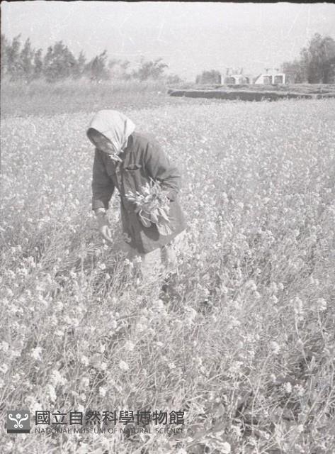 1950至2006年臺灣常民生活藏品圖，第1張