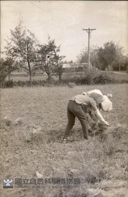 1950至2006年臺灣常民生活藏品圖，第1張