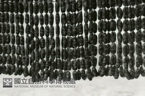 1950至2006年臺灣常民生活藏品圖，第1張