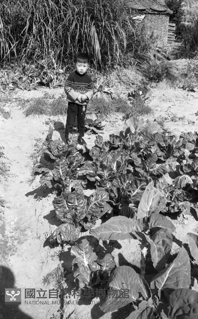 1950至2006年臺灣常民生活藏品圖，第1張