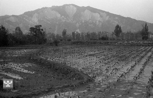 1950至2006年臺灣常民生活藏品圖，第1張