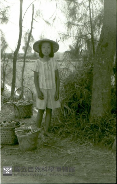 1950至2006年臺灣常民生活藏品圖，第1張