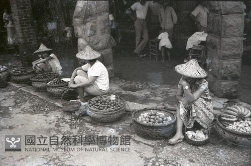 1950至2006年臺灣常民生活藏品圖，第1張