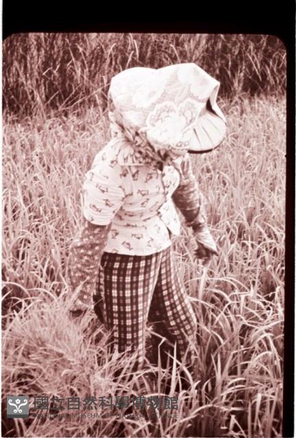 1950至2006年臺灣常民生活藏品圖，第1張