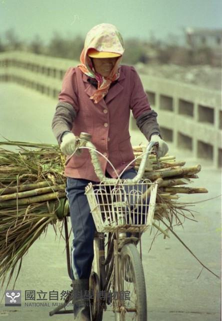 1950至2006年臺灣常民生活藏品圖，第1張