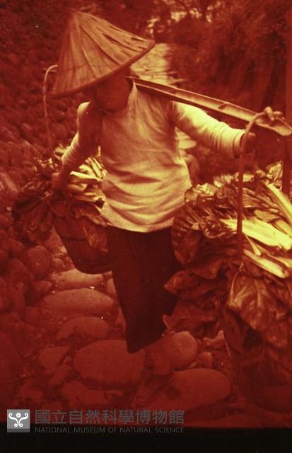 1950至2006年臺灣常民生活藏品圖，第1張