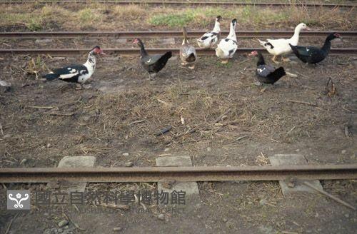 1950至2006年臺灣常民生活藏品圖，第1張