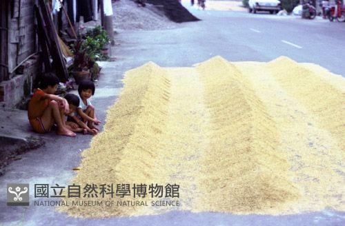 1950至2006年臺灣常民生活藏品圖，第1張