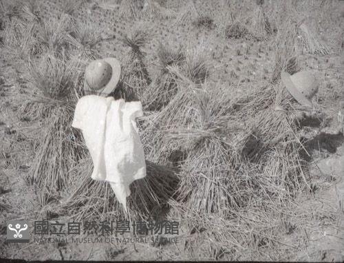 1950至2006年臺灣常民生活藏品圖，第1張