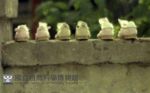 1950至2006年臺灣常民生活藏品圖，第1張