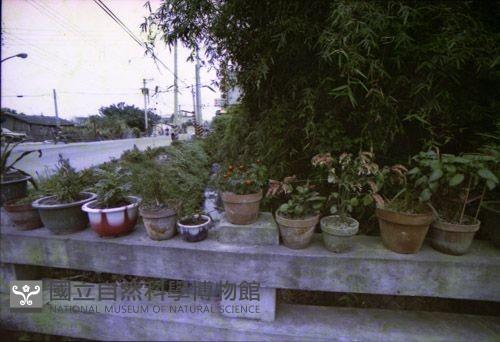 1950至2006年臺灣常民生活藏品圖，第1張