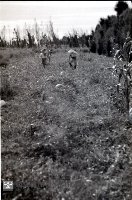 1950至2006年臺灣常民生活藏品圖，第1張
