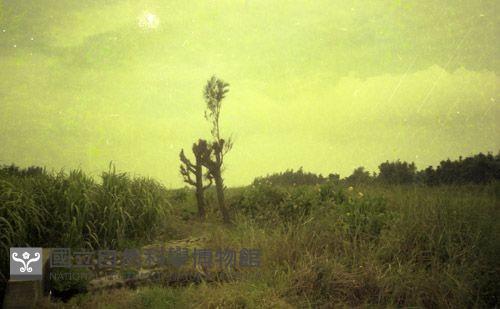 1950至2006年臺灣常民生活藏品圖，第1張