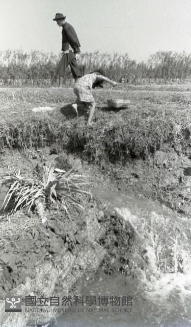 1950至2006年臺灣常民生活藏品圖，第1張