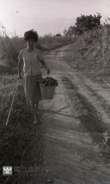 1950至2006年臺灣常民生活藏品圖，第1張