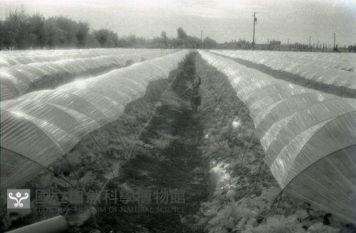 1950至2006年臺灣常民生活藏品圖，第1張