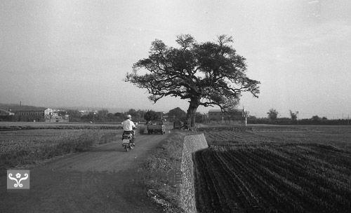 1950至2006年臺灣常民生活藏品圖，第1張