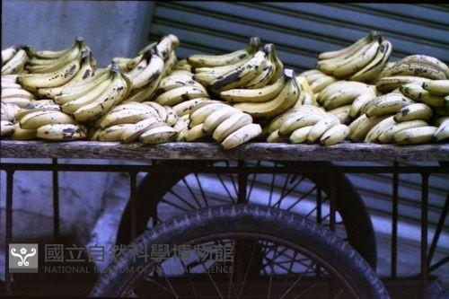 1950至2006年臺灣常民生活藏品圖，第1張