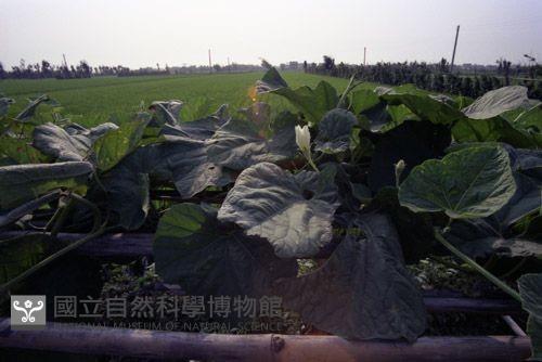 1950至2006年臺灣常民生活藏品圖，第1張