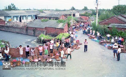 彰化臺西祭濁水溪王（1950至2006年臺灣常民生活）藏品圖，第1張