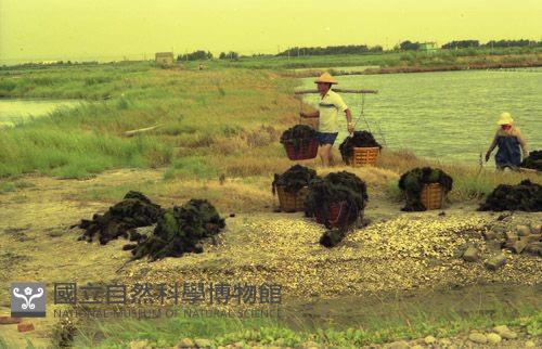 1950至2006年臺灣常民生活藏品圖，第1張
