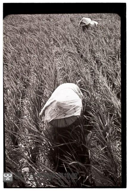 1950至2006年臺灣常民生活藏品圖，第1張