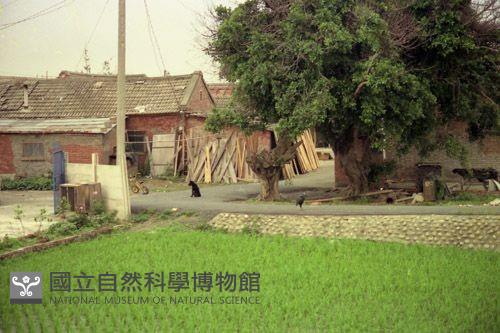1950至2006年臺灣常民生活藏品圖，第1張