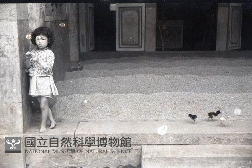 1950至2006年臺灣常民生活藏品圖，第1張