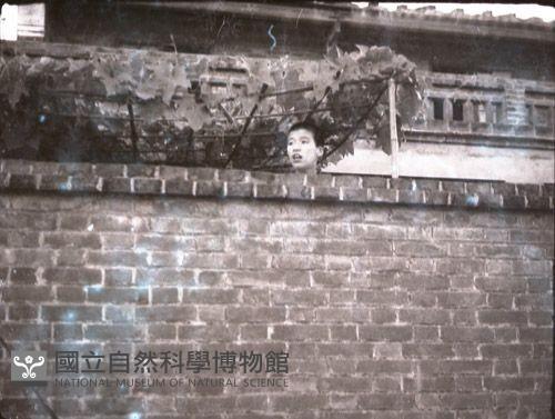 1950至2006年臺灣常民生活藏品圖，第1張