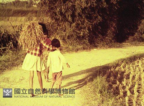 1950至2006年臺灣常民生活藏品圖，第1張