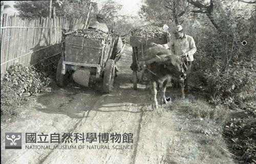1950至2006年臺灣常民生活藏品圖，第1張