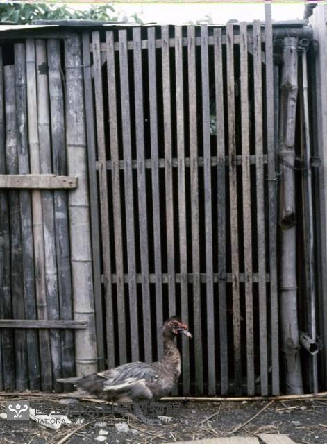 1950至2006年臺灣常民生活藏品圖，第1張