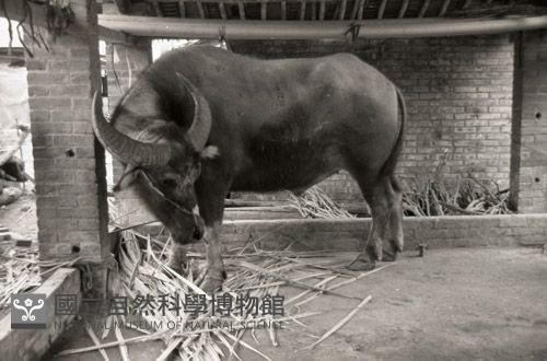 1950至2006年台灣常民生活藏品圖，第1張