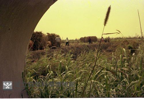 1950至2006年臺灣常民生活藏品圖，第1張