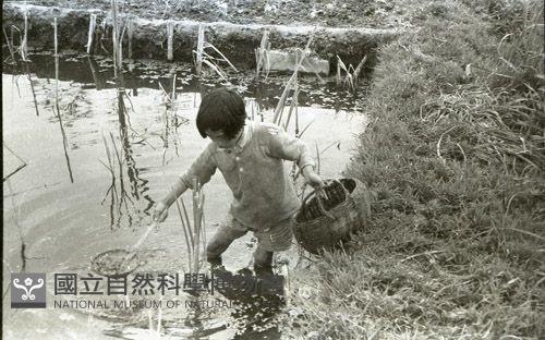 1950至2006年臺灣常民生活藏品圖，第1張