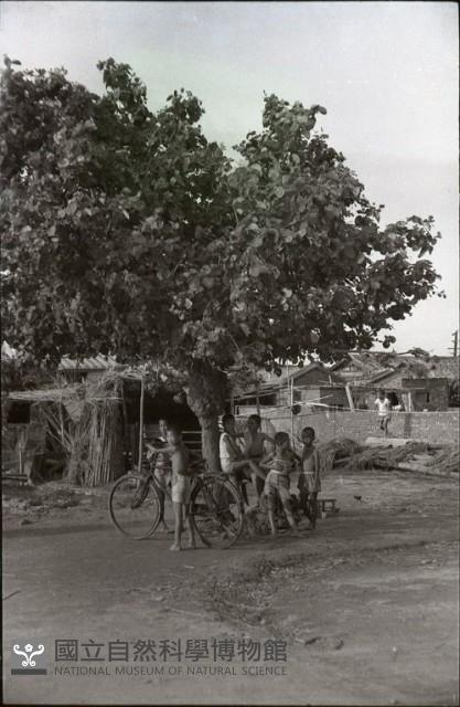 1950至2006年臺灣常民生活藏品圖，第1張