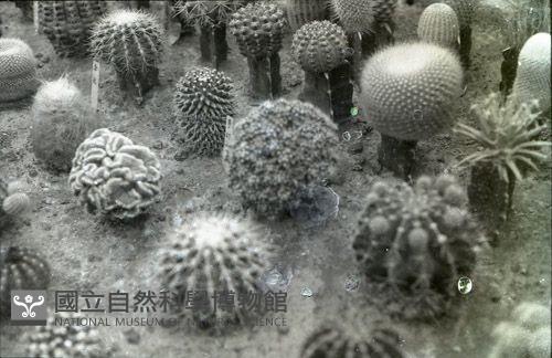 Accession Number:MP2007009630 Collection Image