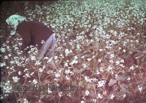 1950至2006年臺灣常民生活藏品圖，第1張